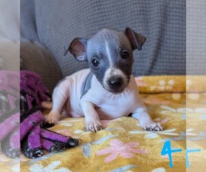 American Hairless Terrier Puppy for sale in PHOENIX, AZ, USA