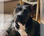 Small #1 American Pit Bull Terrier