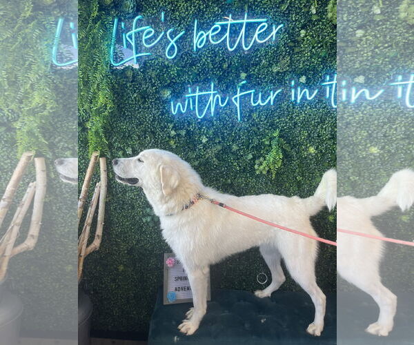 Medium Photo #4 Great Pyrenees Puppy For Sale in Bountiful, UT, USA