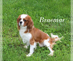 Small #14 Cavalier King Charles Spaniel