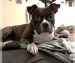 Small American Pit Bull Terrier Mix