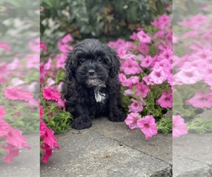 ShihPoo Puppy for sale in CANOGA, NY, USA