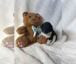 Small #3 Goldendoodle