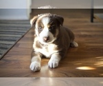 Puppy 3 Border Collie-Siberian Husky Mix