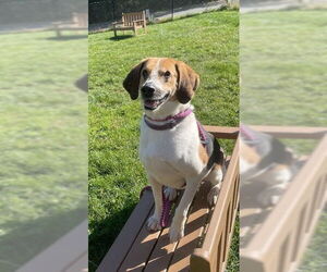 Treeing Walker Coonhound-Unknown Mix Dogs for adoption in Chester, NJ, USA