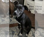 Small #2 American Staffordshire Terrier-Boxer Mix