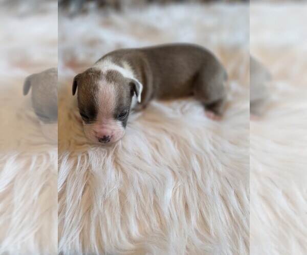 Medium Photo #9 Olde English Bulldogge Puppy For Sale in AUSTIN, TX, USA