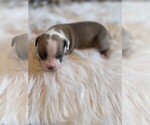 Small #8 Olde English Bulldogge