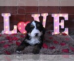 Small Photo #29 Bernedoodle Puppy For Sale in ELMWOOD, IL, USA