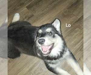 Goberian Puppy for sale in LAKEWOOD RANCH, FL, USA