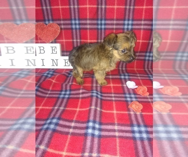 Full screen Photo #8 Yorkshire Terrier Puppy For Sale in LAPEER, MI, USA