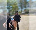 Small Photo #19 French Bulldog Puppy For Sale in HOPKINSVILLE, KY, USA