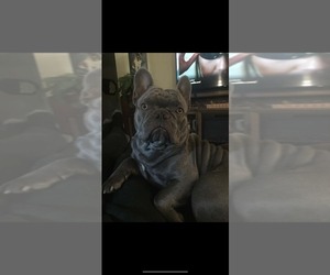 Father of the French Bulldog puppies born on 07/23/2026