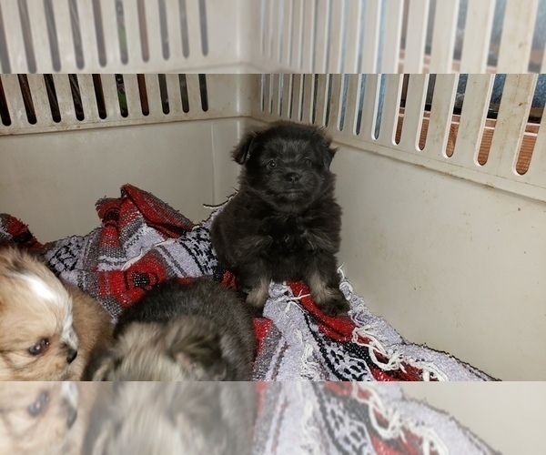 Medium Photo #4 Shiranian Puppy For Sale in DINWIDDIE, VA, USA
