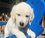 Small Photo #10 English Cream Golden Retriever Puppy For Sale in UNIVERSITY PL, WA, USA