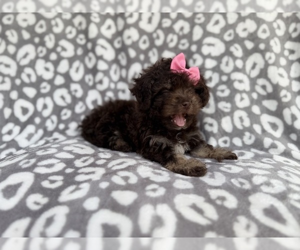 Medium Photo #2 Cock-A-Poo Puppy For Sale in LAKELAND, FL, USA