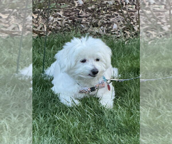 Medium Photo #4 Maltese-Unknown Mix Puppy For Sale in Springdale, PA, USA