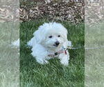 Small #3 Maltese Mix