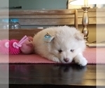 Small Photo #41 Pomeranian-Pomsky Mix Puppy For Sale in RAMSEY, MN, USA