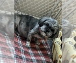 Small Photo #1 Shih Tzu Puppy For Sale in GUTHRIE, KY, USA
