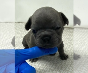 French Bulldog Puppy for sale in RIVERSIDE, CA, USA