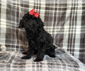 Cockapoo Puppy for sale in LAKELAND, FL, USA