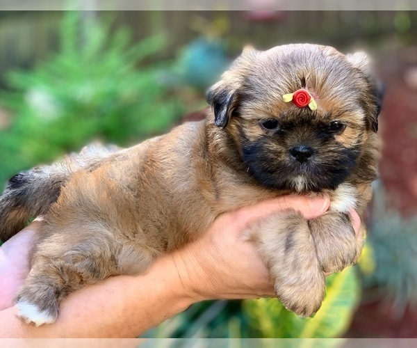 Medium Photo #7 Shih Tzu Puppy For Sale in BUFORD, GA, USA
