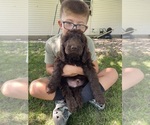 Puppy Puppy 4 Bernedoodle