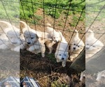 Small Photo #8 Great Pyrenees Puppy For Sale in SCOTTSVILLE, KY, USA