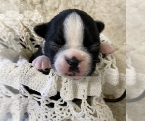 Boston Terrier Puppy for sale in CRKD RVR RNCH, OR, USA