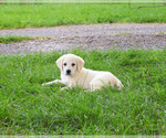 Small #1 Labrador Retriever