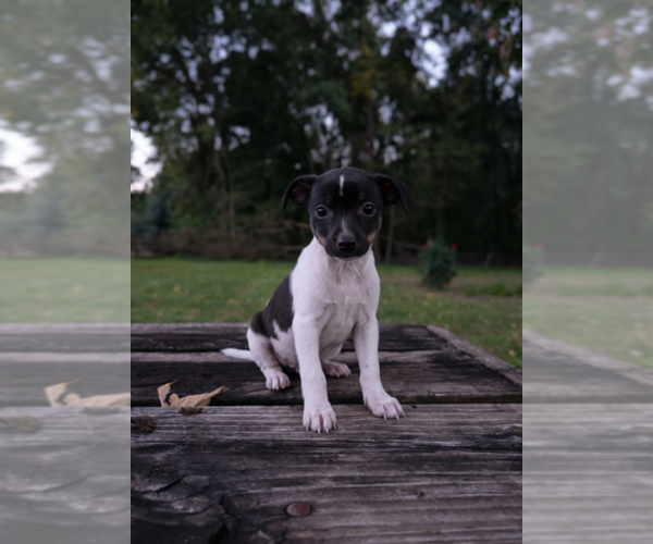 Medium Photo #1 Rat Terrier Puppy For Sale in SHIPSHEWANA, IN, USA