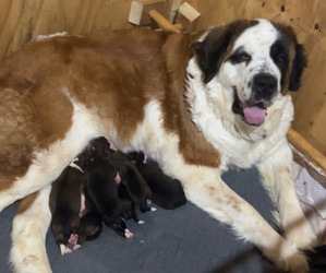 Mother of the Saint Bernese puppies born on 03/06/2026