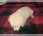 Small #9 Goldendoodle