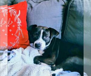 American Staffordshire Terrier-Unknown Mix Dogs for adoption in New Oxford , PA, USA