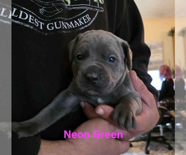 Medium Photo #5 Cane Corso Puppy For Sale in SPARTA, WI, USA