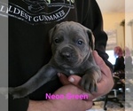 Small #4 Cane Corso