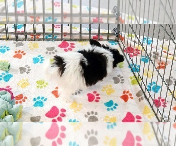 Medium Photo #9 Papitese Puppy For Sale in ORO VALLEY, AZ, USA