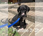 Small Photo #11 Great Dane Puppy For Sale in PULASKI, MS, USA