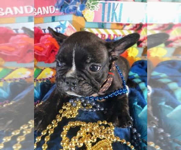 Medium Photo #2 French Bulldog Puppy For Sale in HEATHROW, FL, USA
