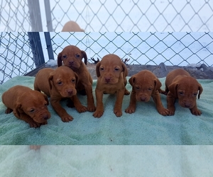 Vizsla Puppy for sale in WAUPACA, WI, USA