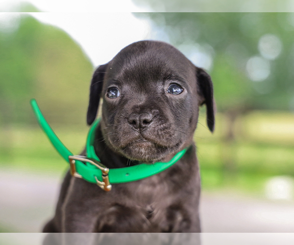 Medium Photo #4 Jug-Unknown Mix Puppy For Sale in LIBERTY, KY, USA