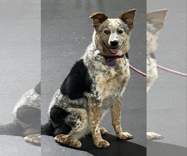 Medium Photo #1 Mutt Puppy For Sale in Highland, IL, USA