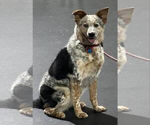 Mutt Dog for Adoption in Highland, Illinois USA