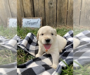 English Cream Golden Retriever Puppy for sale in FRANKLIN, KY, USA
