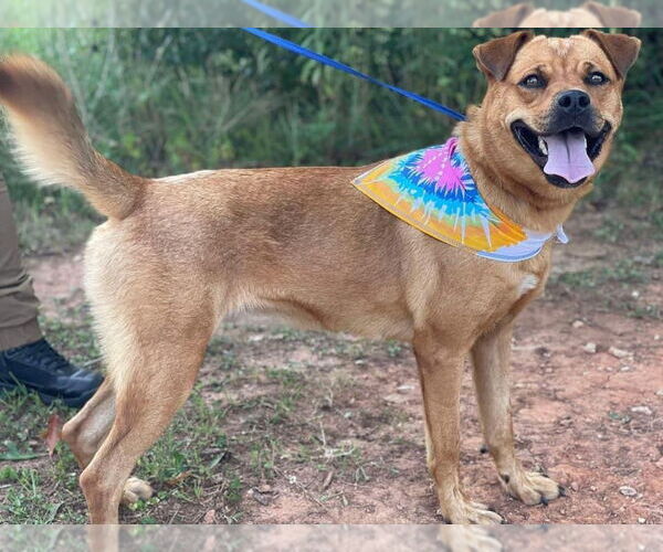 Medium Photo #3 Mutt Puppy For Sale in Tracy City, TN, USA