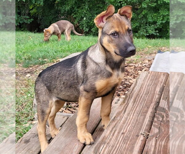 Medium Photo #3 German Shepherd Dog-Unknown Mix Puppy For Sale in Minneapolis, MN, USA