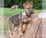 Small Photo #3 German Shepherd Dog-Unknown Mix Puppy For Sale in Minneapolis, MN, USA