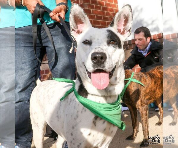 Medium Photo #2 Pointer-Unknown Mix Puppy For Sale in Washington, DC, USA