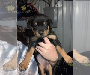 Rottweiler Puppy for sale in ELMWOOD, IL, USA